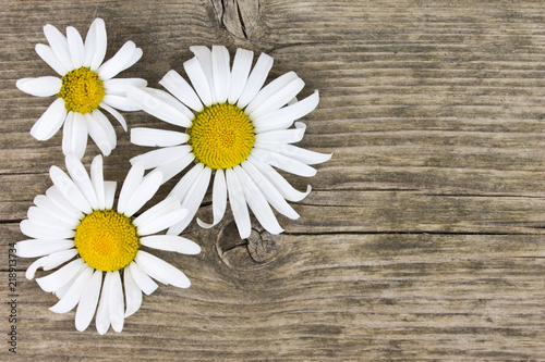 Daisy camomile flowers on wooden table background with copy space.
