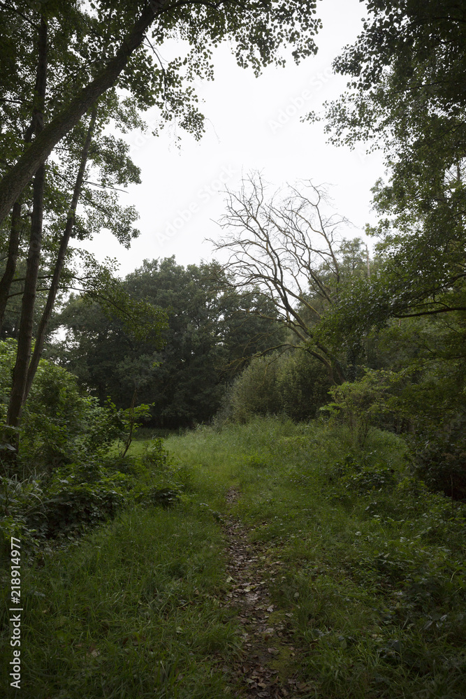 Fototapeta premium Forest Walk Way