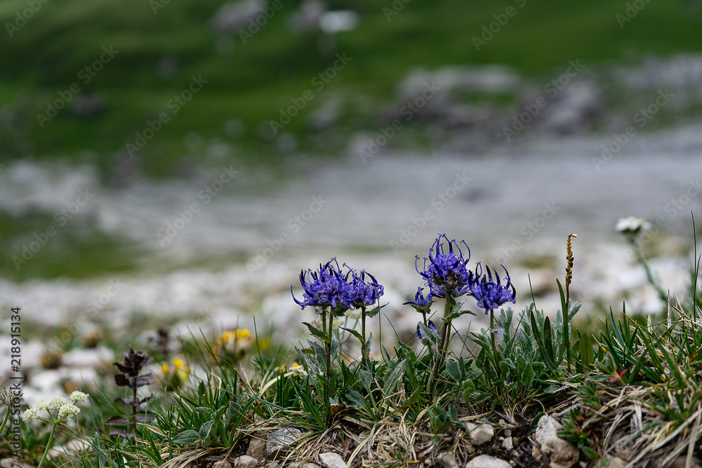 fiori viola in montgna fiori viola in montgna
