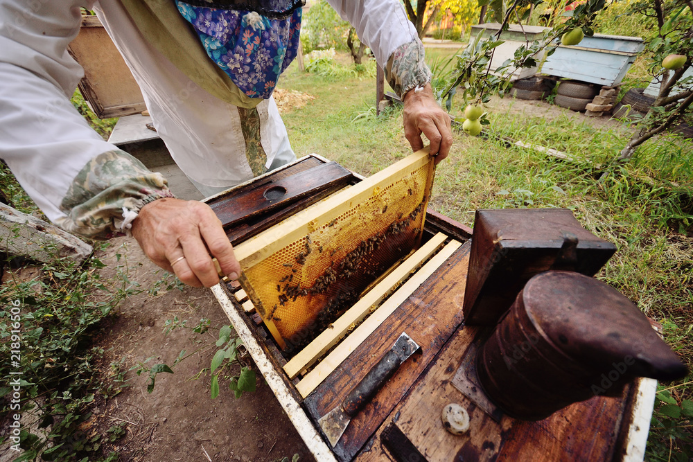 a male bee-keeper takes out of the beehive or apiary the frame for bees a male bee-keeper takes out of the beehive or apiary the frame for bees
