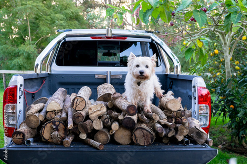 Dog and firewood logs on back of ute delivery truck in Kerikeri, Far North, Northland, New Zealand, NZ photo