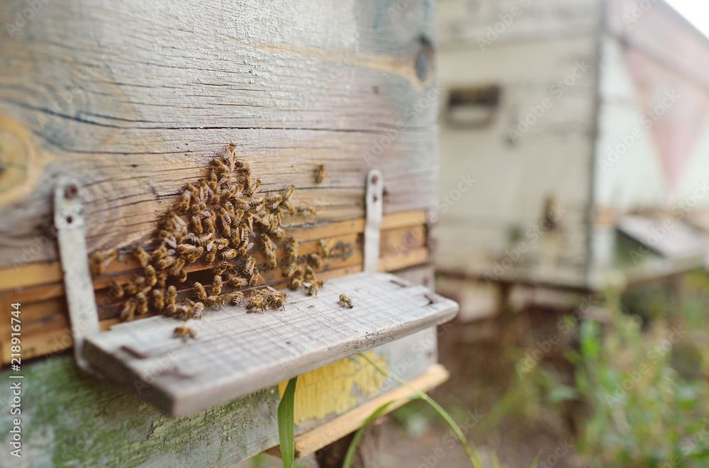 bees on a background of wooden hives close-up bees on a background of wooden hives close-up