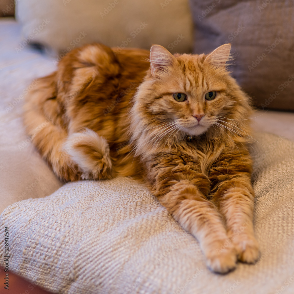 Ginger cat on sofa. A cute ginger color long haired cat in a sphinx  position. Front legs stretched. His face in focus, fore- and background  gently out of focus. Stock Photo |