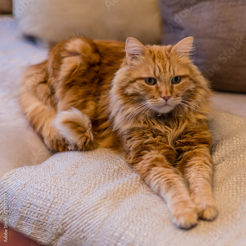 Ginger cat on sofa. A cute ginger color long haired cat in a sphinx position. Front legs stretched. His face in focus, fore- and background gently out of focus.