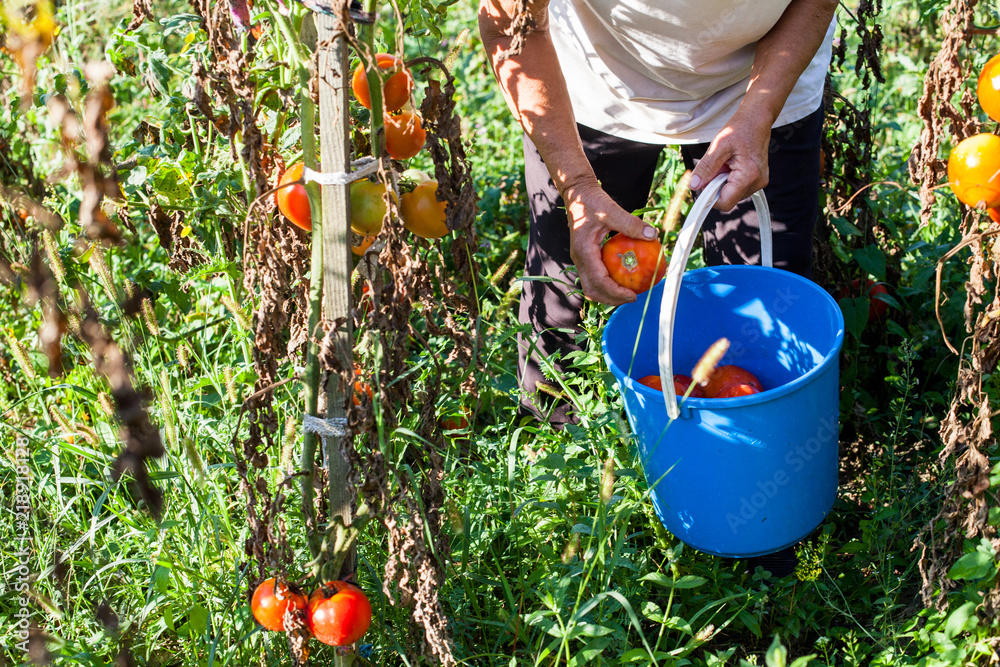 Fototapeta premium Farmers Picking Fresh Homegrown Organic Tomatoes
