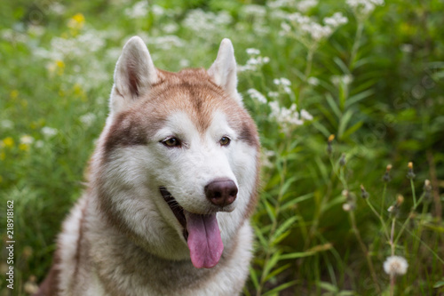 Profile portrait of free beige and white dog breed siberian husky sitting in the green grass and wild flowers