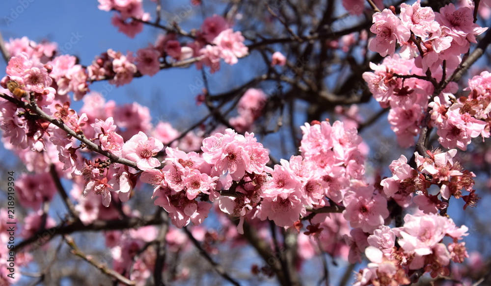 Pink cherry blossom in full bloom. Cherry flowers in small clusters on a cherry tree branch. Sakura Japanese cherry blossoms in the botanic garden. Pink cherry blossom in full bloom. Cherry flowers in small clusters on a cherry tree branch. Sakura Japanese cherry blossoms in the botanic garden.