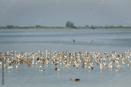 Lake full of birds © Guido