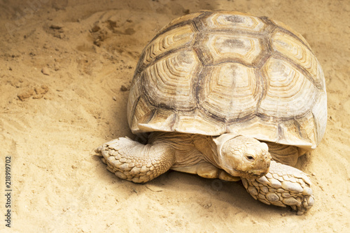 huge tortoise on sand, close-up