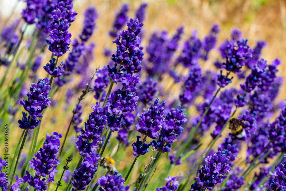 Fototapeta premium sunny lavender field