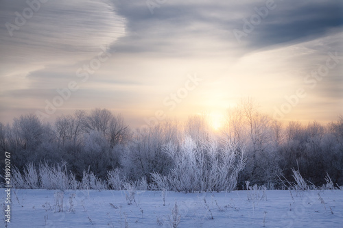 glade with icy bushes frosty winter morning © smolskyevgeny
