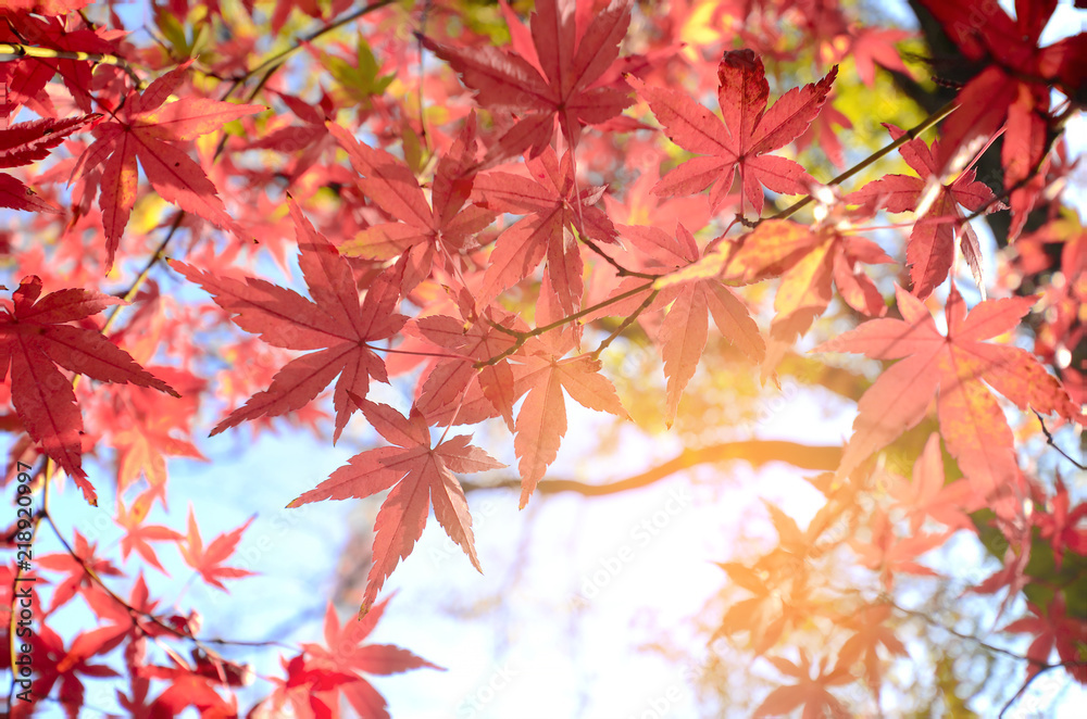 Maple Tree Garden in Autumn. Red Maple leaves in Autumn.