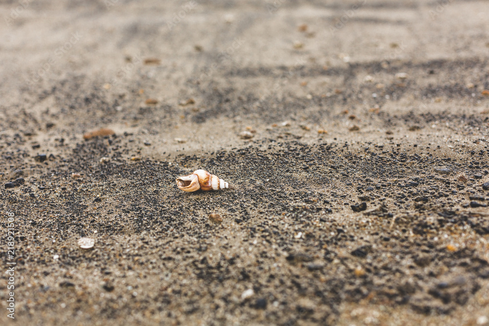 Image of little brown Sea shell on the sand beach background Image of little brown Sea shell on the sand beach background
