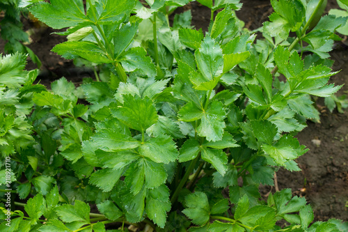 fresh organic green celery leaves background - Apium graveolens