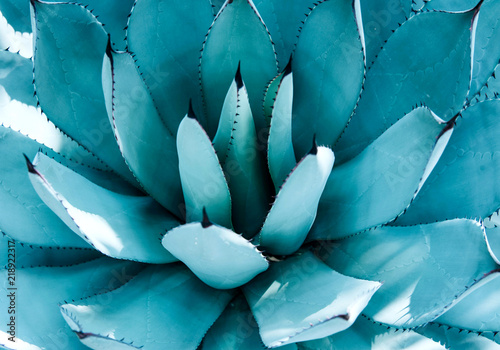 Closeup view of a blue agave plant.
