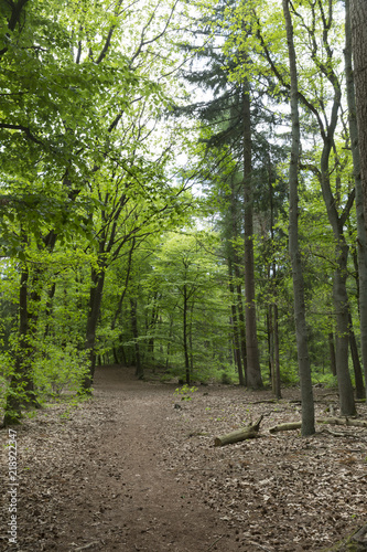 Forest Pathway