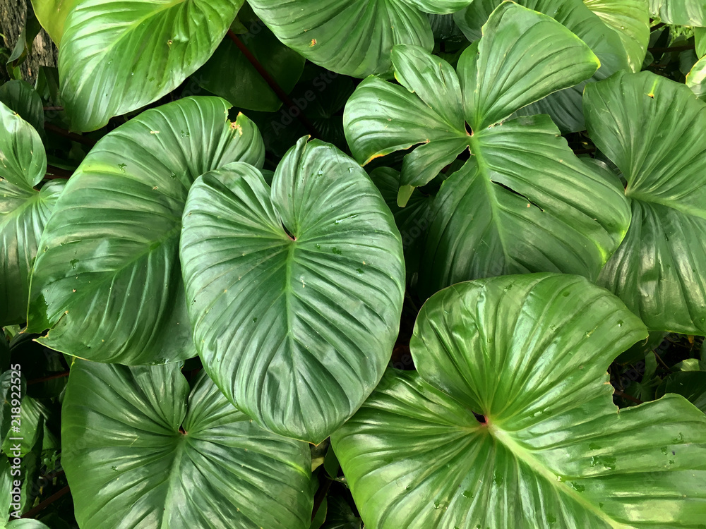 Green leaf background.Creative tropical green leaves layout. Nature spring concept. Flat lay. Green leaf background.Creative tropical green leaves layout. Nature spring concept. Flat lay.