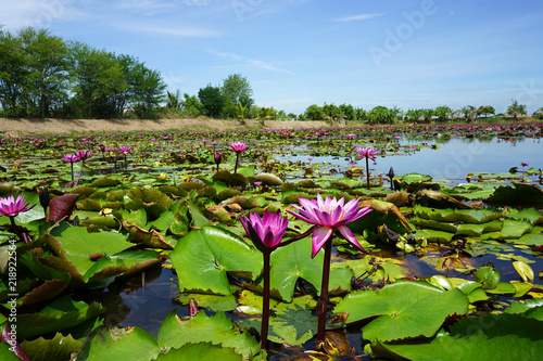 Photography Beautiful red lotus flower in the lotus pond on the sunny day