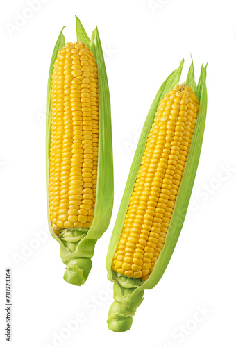 2 corn cobs with green leaves isolated on white background