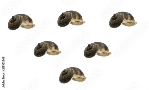 Pile of Gastropoda shells on a white background. top view.