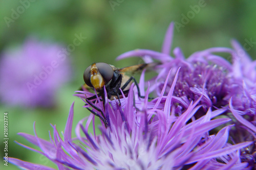 Принти на полотні Gadfly on flower
