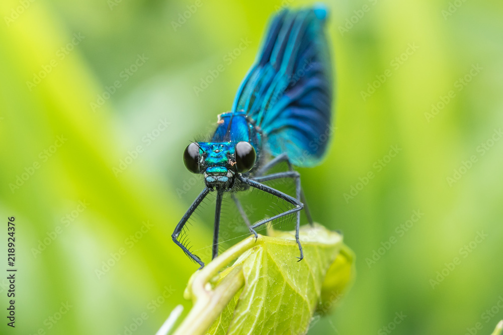 libelle StockFoto Adobe Stock