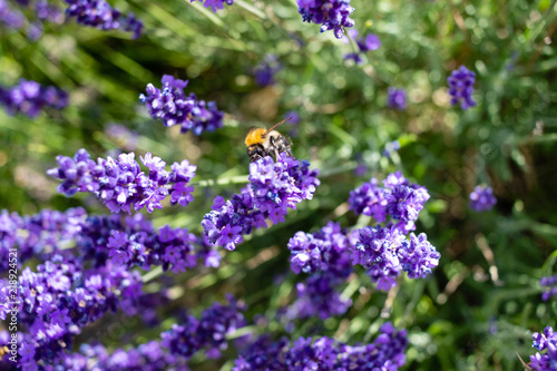 honey bee in a field of lavender