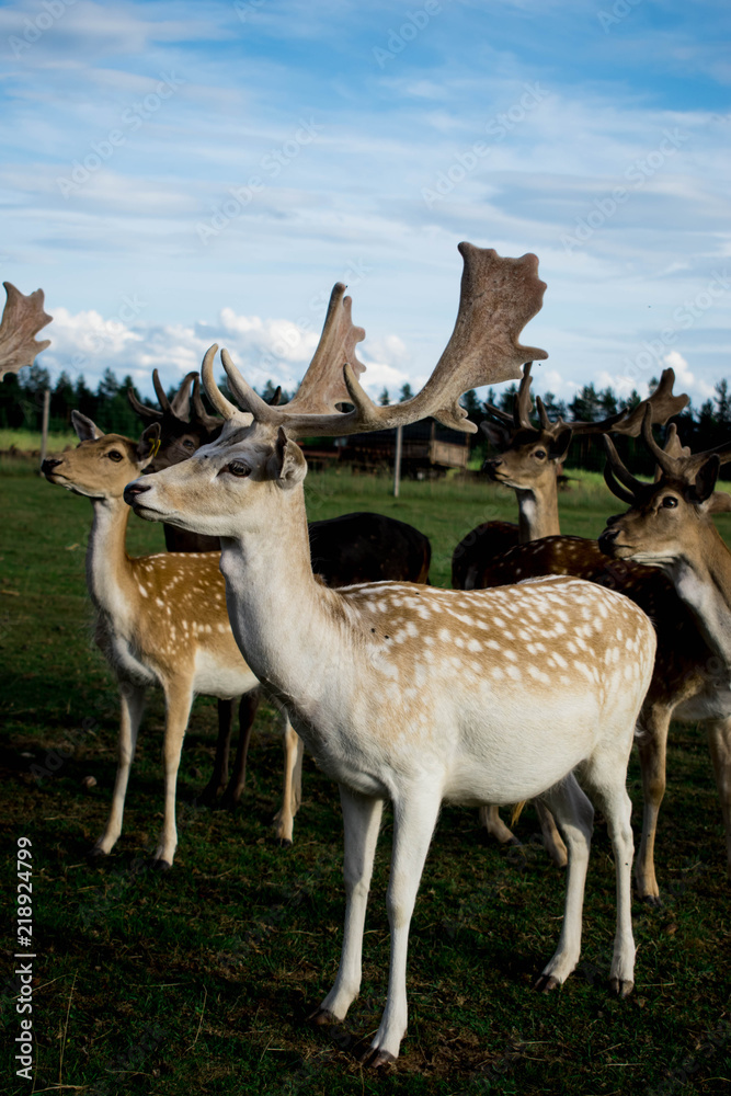 Deers and roe deers walking through a park on a sunny summer day. Deers and roe deers walking through a park on a sunny summer day.