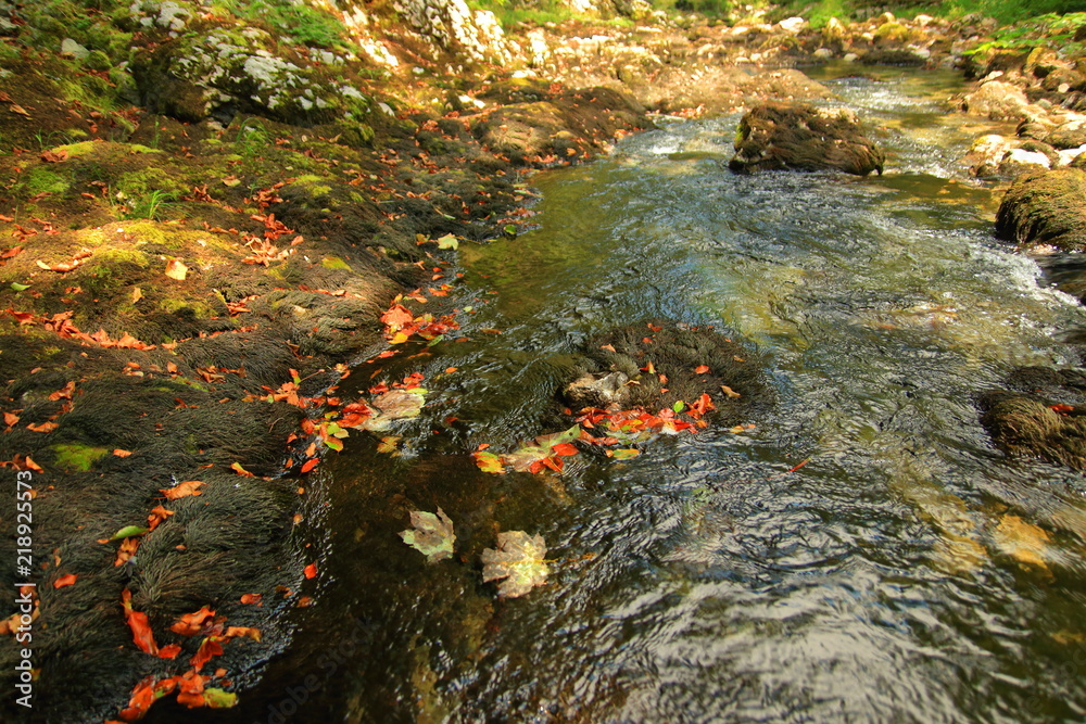 Autumn leaves on rocks, river Kamacnik, Gorski kotar, Croatia