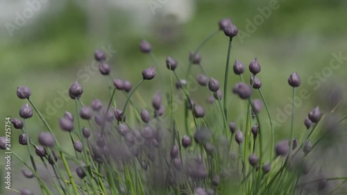 Chives in the garden 