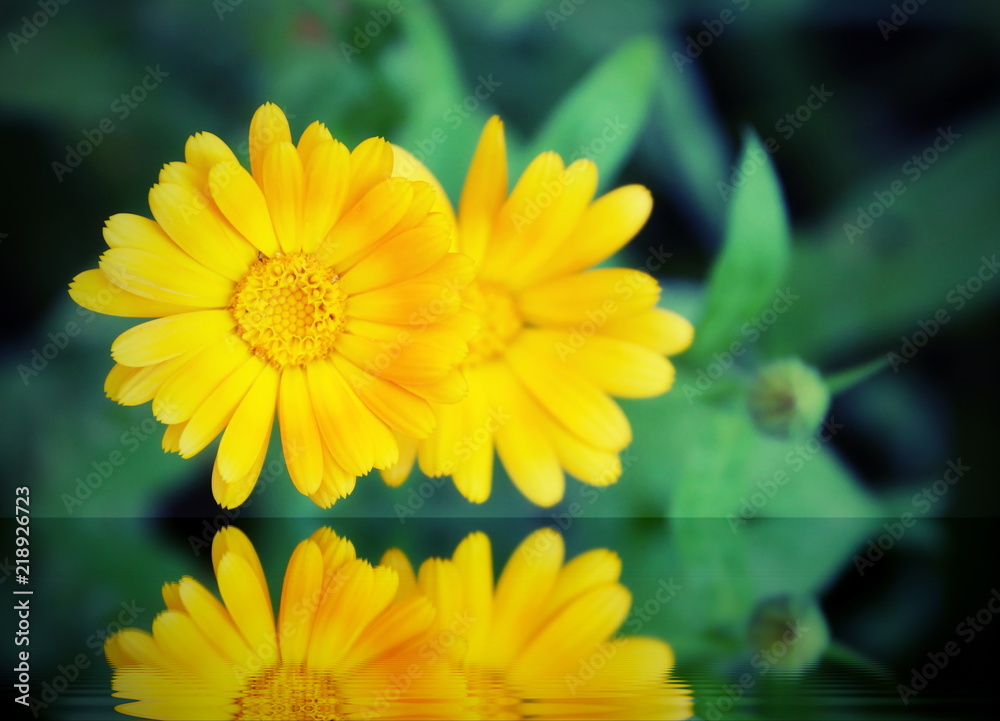 Obraz premium two yellow flowers of calendula reflected in the water