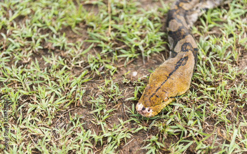 Close up of Reticulated python on nature. Python reticulatus.Python molurus is a large nonvenomous python species found in many tropic and subtropic areas of India and Southeast Asia.