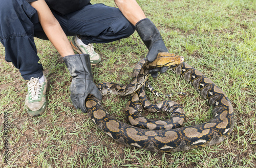 Rescuers with gloves catch python on the nature ,Python reticulatus.Python molurus is a large nonvenomous python species found in many tropic and subtropic areas of India and Southeast Asia.
