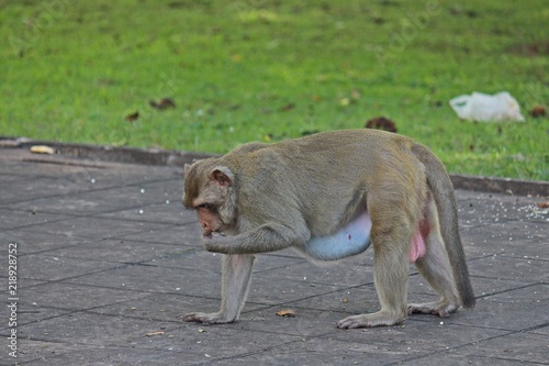 Animal,  a monkey sits on ground,  waits the food from people who see it,  it lives in KUM PHA WA PI park,  at UDONTHANI province THAILAND.