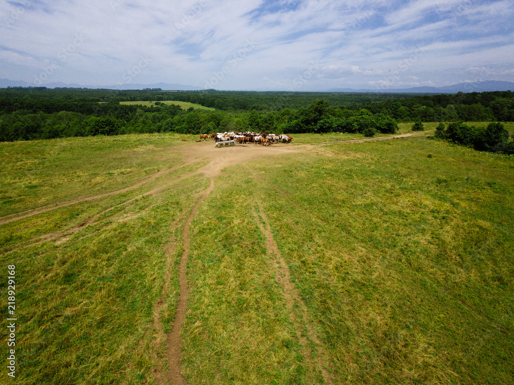 Obraz premium 馬の空撮