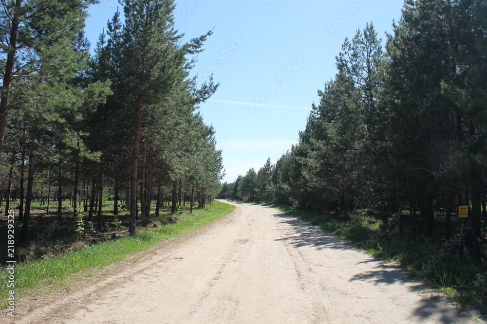 Fototapeta premium Forest Road