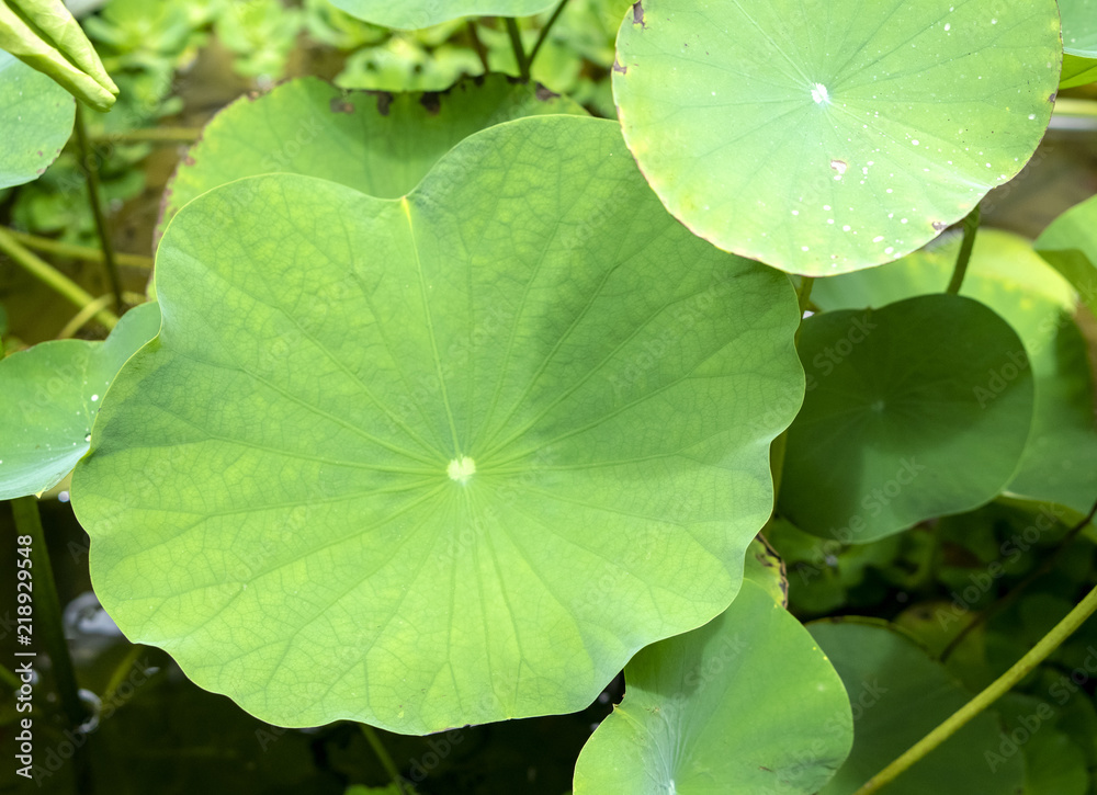 Nelumbo nucifera, also known as Indian lotus, sacred lotus, bean of India, Egyptian bean or simply lotus Nelumbo nucifera, also known as Indian lotus, sacred lotus, bean of India, Egyptian bean or simply lotus