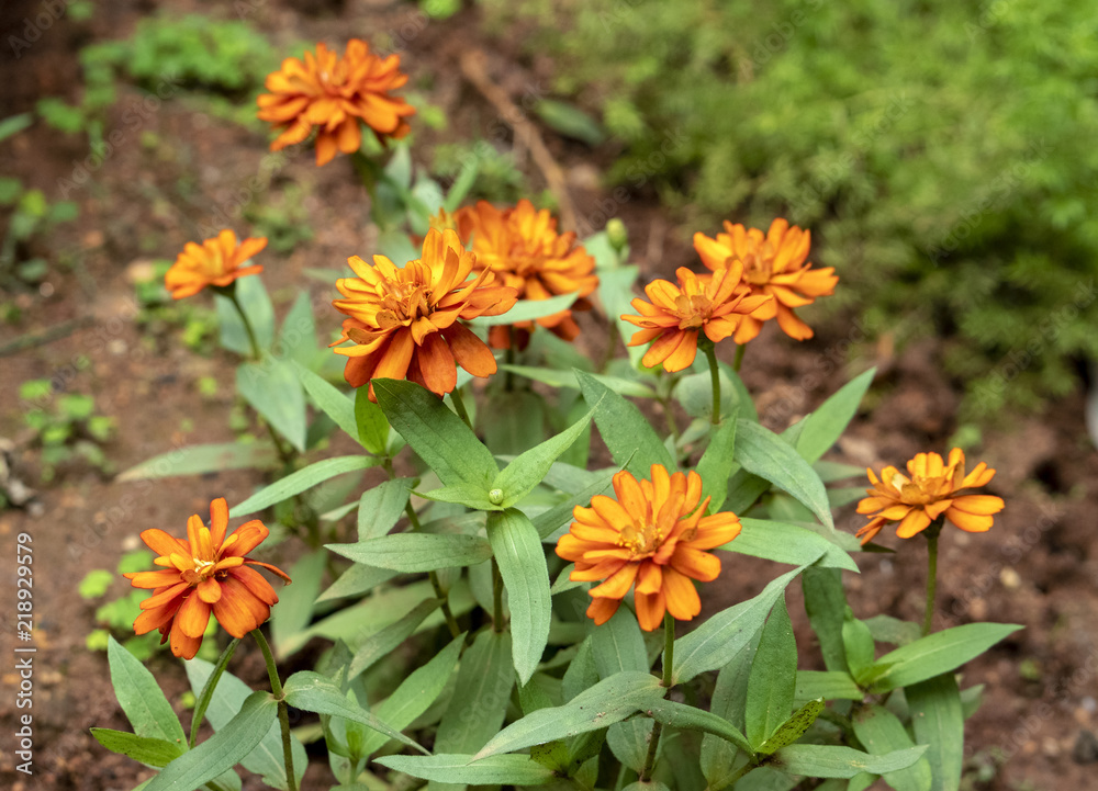 Zinnia elegans, known as youth-and-age, common zinnia or elegant zinnia Zinnia elegans, known as youth-and-age, common zinnia or elegant zinnia