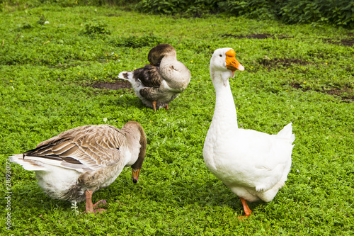 Farming, agriculture concept. Geese eating grass on the farm. Green grass background. © Светлана Стецива
