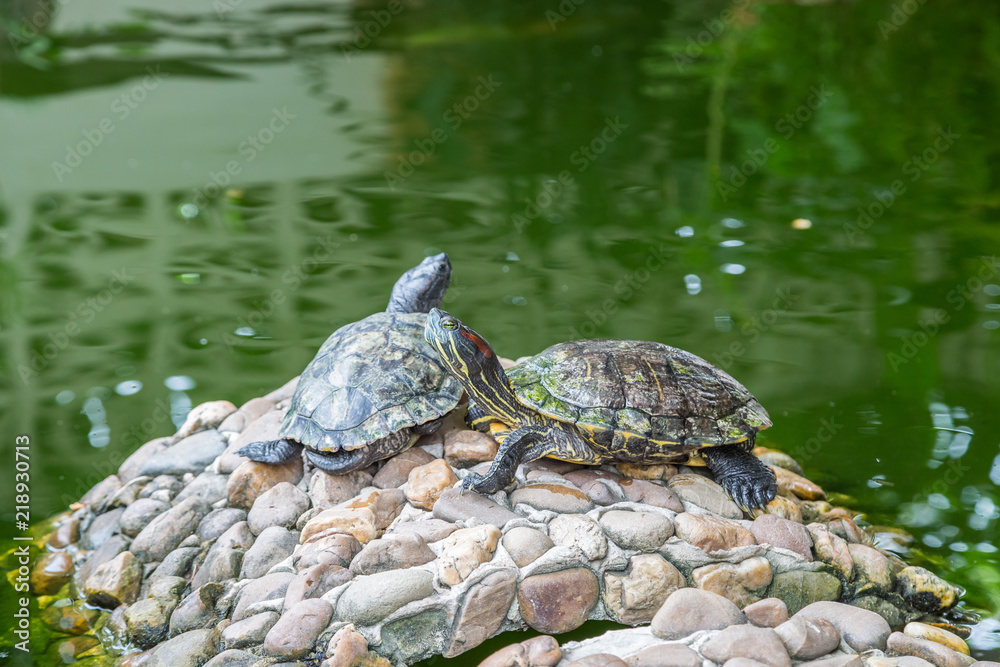 Obraz premium Turtles on the rocks