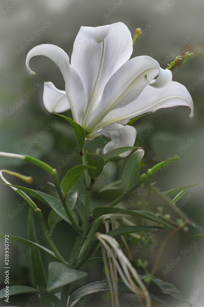 Obraz premium White Lily