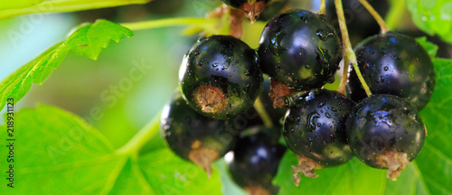 Black currant berries on a branch in summer garden. photo