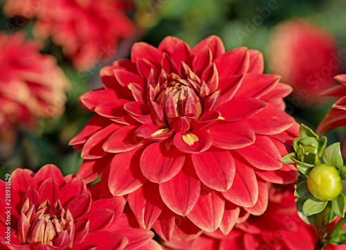 Fototapeta Naklejka Na Ścianę i Meble -  Rote Dahlien, Dahlias