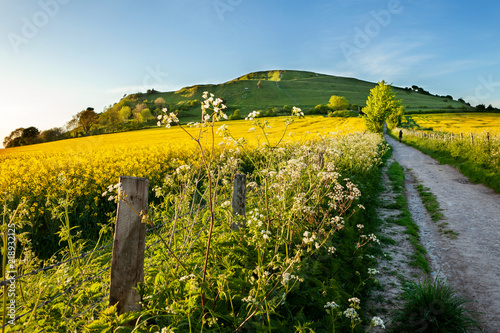 Rapeseed at Cley hill, Wiltshire