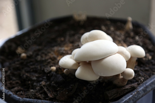 Milky mushroom growth on the soil.