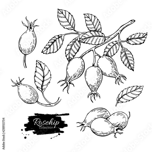 Rosehip vector drawing. Isolated berry branch sketch on white ba