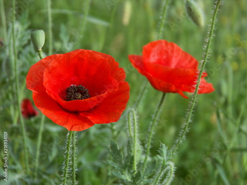 Poppies