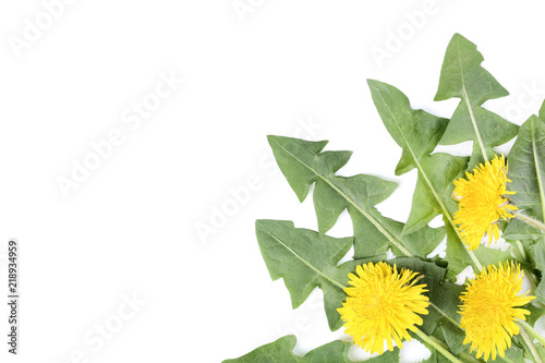 Fototapeta Naklejka Na Ścianę i Meble -  Yellow dandelions on white background