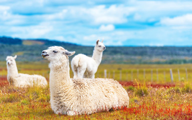 Sierkussen Lama Guanaco's in Torres del Paine  © ggfoto
