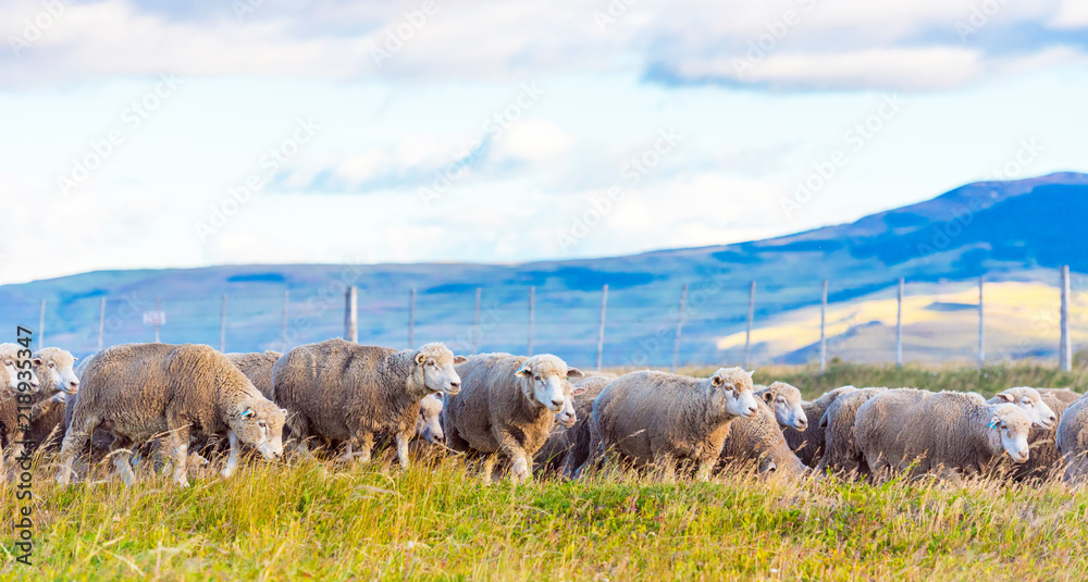 Obraz premium Flock of sheep at Patagonia, Chile. Copy space for text.
